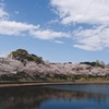 今治の桜