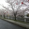 桜全盛