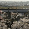 伊豆箱根甲種輸送と桜