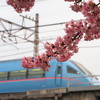 今日の一枚「河津桜とロマンスカー」(2020.02.26) [電車][花]