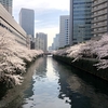 大崎の桜並木！！冬のイルミネーションと一風変わって桜の景色がきれい！