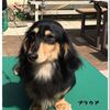 JKCチャンピオン　プラウド君