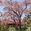 原谷苑と妙心寺退蔵院