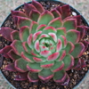 【エケベリア紹介 2】相府蓮 Echeveria Sofuren