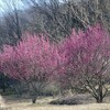 平和公園 里山の春