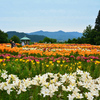 丘の上のユリ園