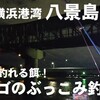 最強に釣れるアノ餌でカサゴ釣りしたらめっちゃ釣れた！横浜金沢八景島対岸ぶっこみ釣り！究極のカサゴの煮付け