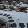 初雪とスノードロップ他