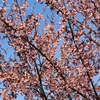 日立紅寒桜・かわいらしく・・①