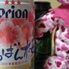 いちばん桜　orion