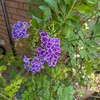 鉢植えのデュランタ