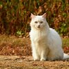 昨日まではツクツクボウシの声が聞こえたのに