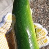 ズッキーニとオクラとムカゴ
