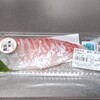 今回は米米真鯛を塩水処理！(oゝД＾)b