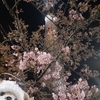 #スカイツリー#夜桜#河津桜#くまくま神社#きつね王子