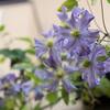 暑さの中の開花