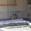 スイカ早食い競争中のカピバラののんびりさがかわいい（in いしかわ動物園）