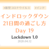 【ロックダウン記録】ロックダウン19日目 ～人懐っこい野良猫に再び遭遇した日～