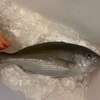 釣ったアオダイを島寿司・昆布締・塩焼きの豊富なレシピで楽しむ