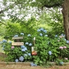 四季の里の紫陽花・・