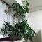 植え替え