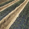 タマネギはやや小振りの苗を植え付け