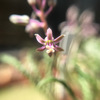 レディボウリア・ウンドゥラータの花。2023年の花が咲いた時の写真。