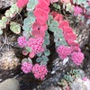 石垣の多肉植物