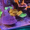 ウスコモンサンゴを追加