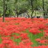 日高市「巾着田」の曼珠沙華