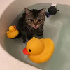 お風呂が好きすぎて1人で湯舟につかってリラックスする猫w