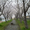 春爛漫　見事な桜並木が
