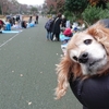 所沢航空記念公園、いいね。