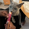 芽衣子、15歳になる