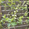 利休梅 今にも咲きそうです