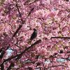 　河津桜とヒヨドリ
