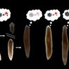 じじぃの「謎だらけのプラナリア・記憶を引き継いで2匹に増える！せつない動物図鑑」