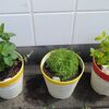 ハーブを植え替えました。育ってくると、活用法を考えます。
