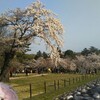 狭山公園お花見デート〜（≧∇≦）！！