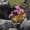 高山植物の季節です