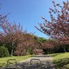 八重桜満開