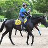 来週の新潟・関越Ｓの鞍上が団野Ｊに決定。元々攻め駆けするタイプも、２０日の追い切りはそれでも上々の動き。☆クールキャット