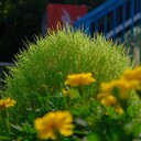ラプラスの日記