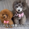 お誕生日おめでとう、Emmaちゃん