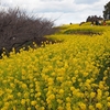 吾妻山公園