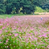 フジバカマと「赤そば」を訪ねて。