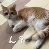 雨田甘夏、塩梅です。【猫と分量と配分事情】