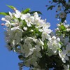 ヒメリンゴの花