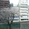 【悲報】新宿大ガード上の孤高桜が逝く