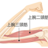 二の腕のプヨプヨ・たるみを撃退！５分でできるトレーニング方法！